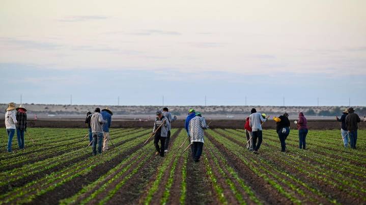 Can homegrown teens replace immigrant farm labor? In 1965, the U.S. tried