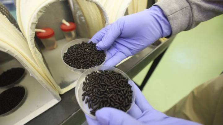 First US human case of flesh-eating parasite confirmed in Maryland