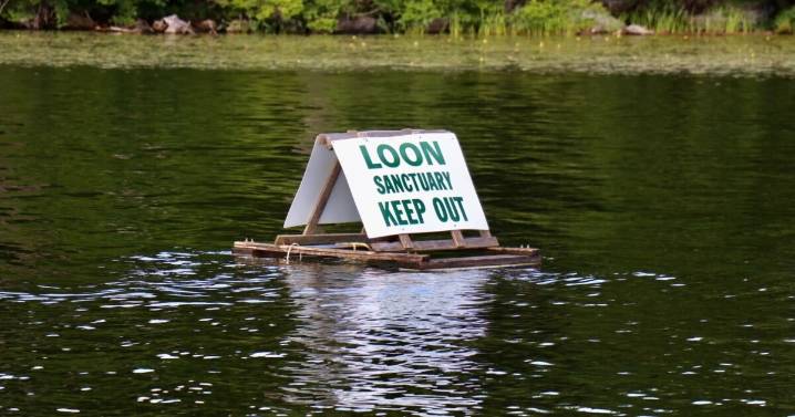New Hampshire's loon population sees incremental gains