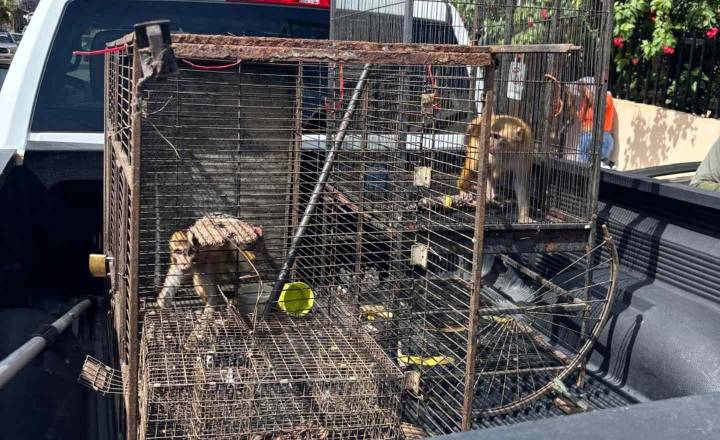 DRNA incauta dos monos resus en residencia de San Juan