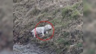 Texas Woman Spots Pit Bull Beside Fallen Companion On Highway And Acts Without Hesitation