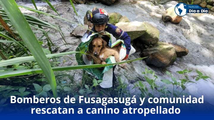 Bomberos de Fusagasugá y comunidad rescatan a canino atropellado