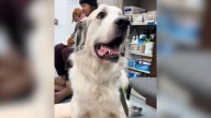 Minnesota Foster Dog Overlooked At Adoption Event For Painful Reason