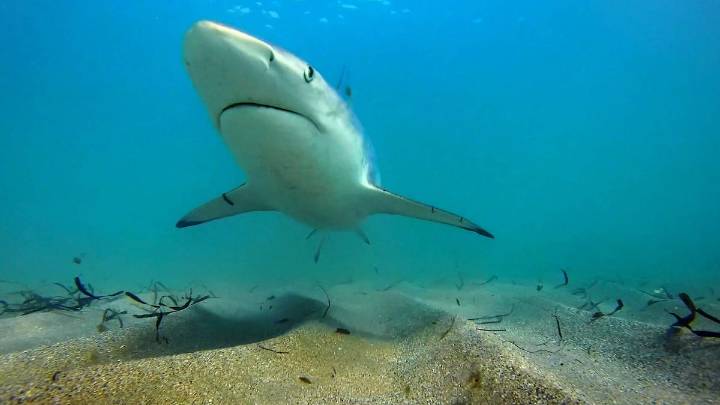 Florida’s ocean economy depends on science