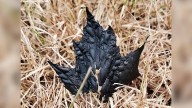 'My heart sank': N.S. photographer snaps striking photo of burnt maple leaf