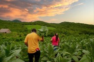 Juez ordena restituir 4 hectáreas a familia víctima de la guerrilla en San Juanito, Meta
