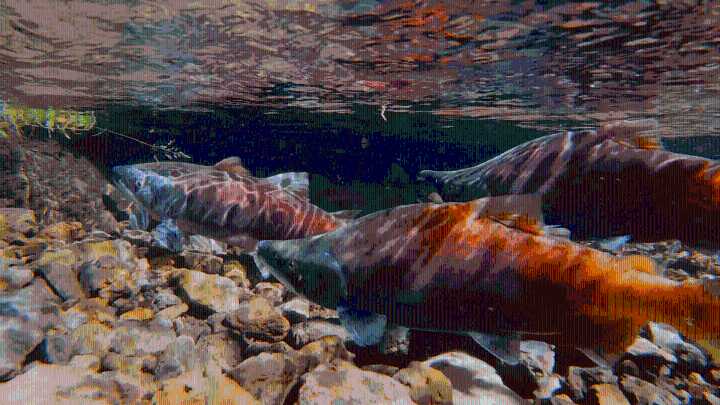 Time For Red Kokanee Salmon Viewing Approaches