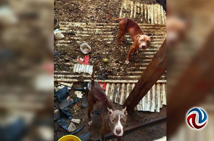 Rescatan a dos perros en condiciones de maltrato en operativo de la FGE