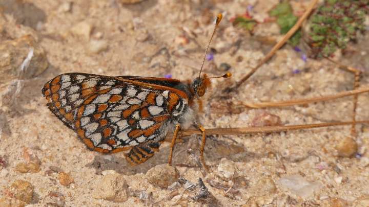 SoCal butterfly could get state protection after being wiped out from LA and OC