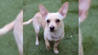 Heartbreak As Sweet Puppy Was Returned To Texas Shelter After 36 Hours And The Reason Is Shocking