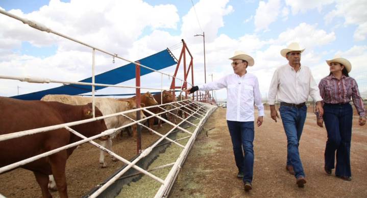 Busca gobierno de Sonora alternativas para ganaderos y evitar dependencia de exportación a EEUU