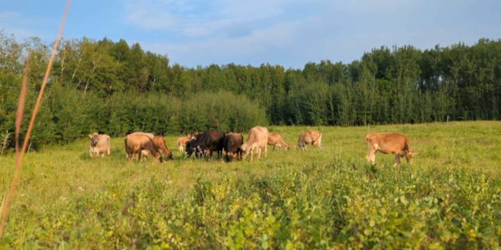 Proposed mega dairies in eastern ND Spark environmental concerns