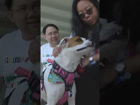 Pilot program allows dogs on Washington State Ferries