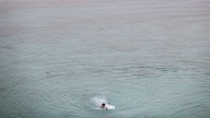 Shark attacks American in Bahamas: 'Severe injuries'