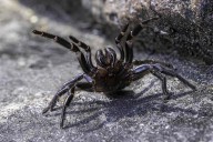 Father Dies After Being Bitten by Spider He Purchased Online