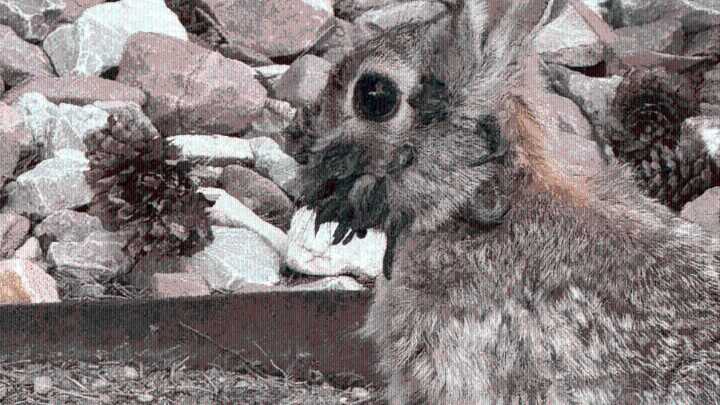 Rabbits with tentacle-like growths spotted in Colorado