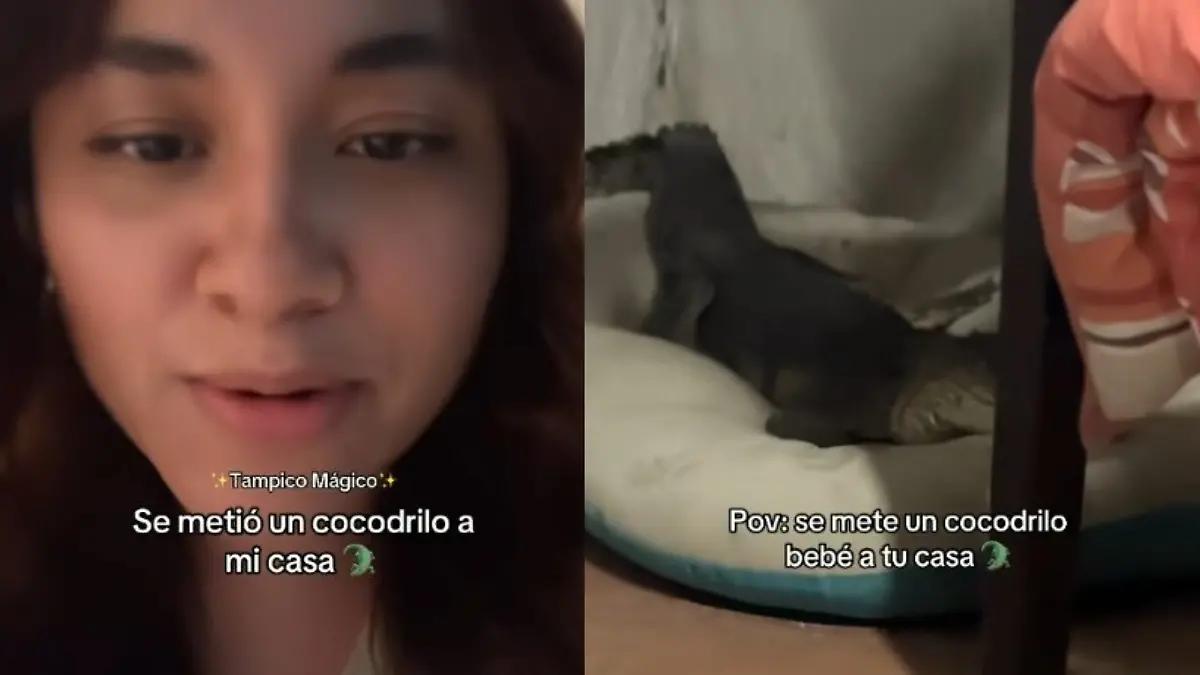 “Solo en Tampico mágico”: encuentran una cría de cocodrilo durmiendo en cama de su perro [Video]