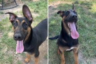 ALONZO is the Puppy with a Big Name and an Even Bigger Heart