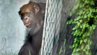 'Chimp Crazy' star sentenced to nearly 4 years for hiding primate