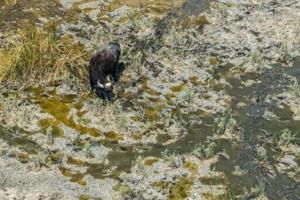 ‘The marshes are dead’: Iraqi buffalo herders wander in search of water