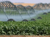 MD of Taber urged to avoid converting grassland to irrigated land