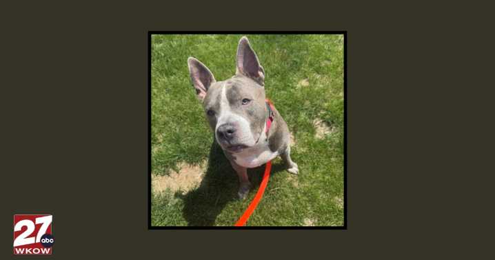 Pet of the Week: Meet Axel!