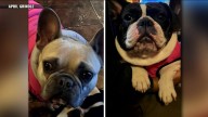 Woman reunited with her French Bull Dogs after suspect stole her car with dogs in the backseat