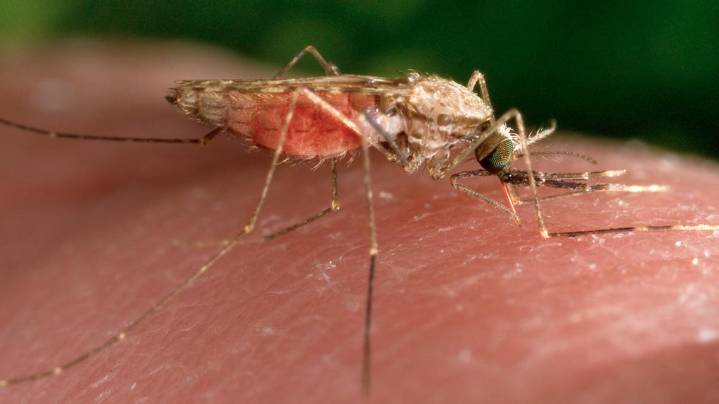 Chesapeake tackles mosquito surge amid seasonal rainfall
