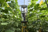 Weston-controlled Wittington Investments launching $100-million fund to back Canadian food producers
