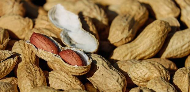 Argentina se convirtió en el mayor exportador de maní en todo el mundo