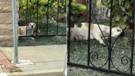 Neighbors Discover Expecting Pup By Their Fence In California And Seek Help