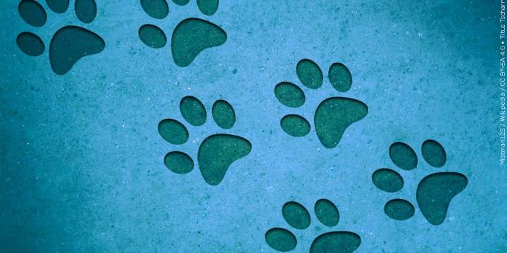 East Brookfield animal shelter waiving some adoption fees