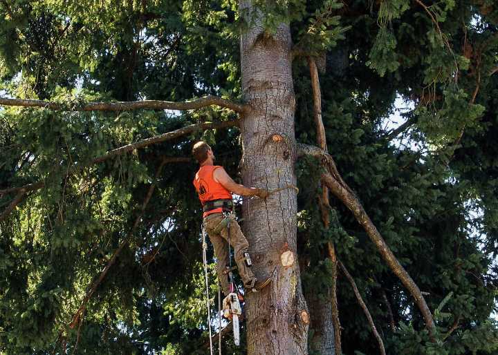 Discontent with tree protocol grows in Langley