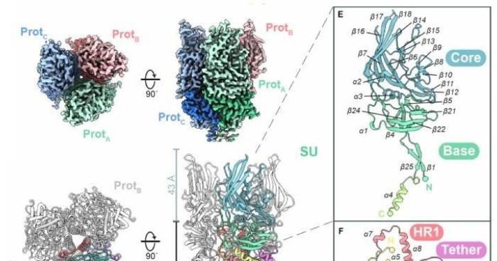 Investigadores revelan una proteína «clave» que abre la puerta a nuevos tratamientos contra el cáncer