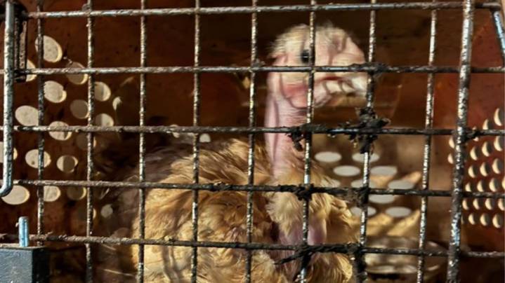 Second seizure of neglected animals in Thurston County in 2 weeks