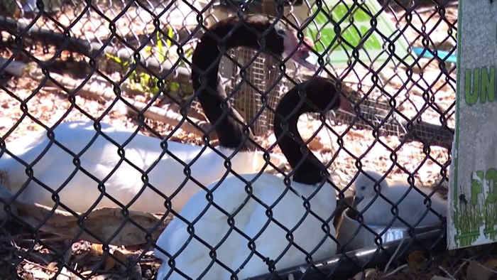Man arrested after young swan killed at Lake Eola in Orlando