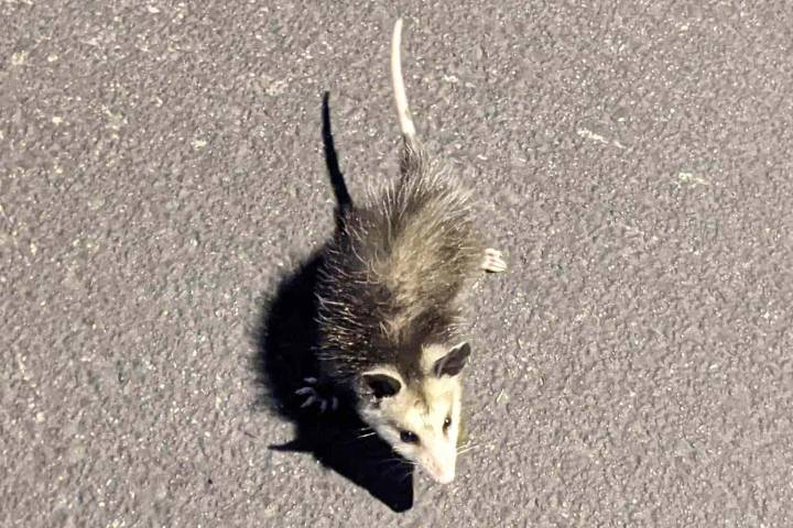 Woman Fatally Struck After Getting Out of Car to Check on Injured Opossum