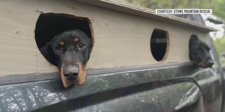 Three dogs saved at Mt. Pisgah on Wednesday