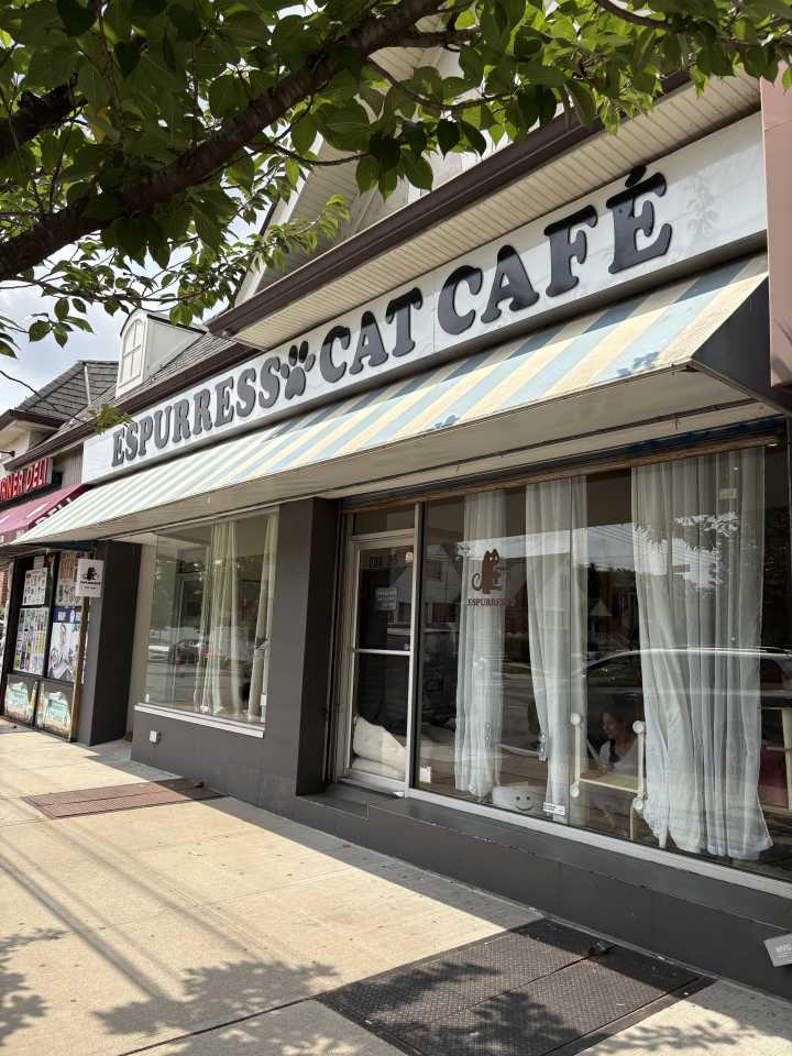 International Cat Day: Espurresso Cat Café offers coffee and cat cuddles in Bayside