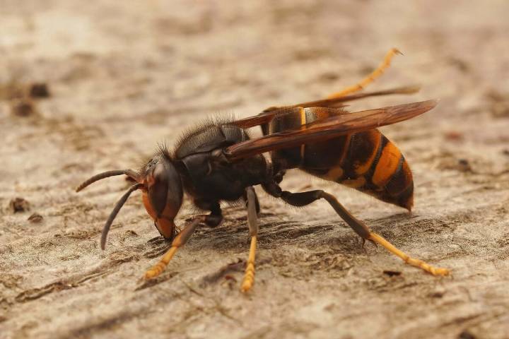 Detectada la avispa asiática en Alcañiz: piden colaboración ciudadana para localizar nidos