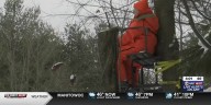 DNR warns hunters not to put deer stands in ash trees