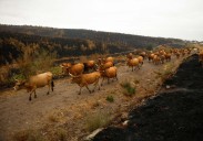 El Gobierno confía en que la ola de incendios «está llegando a su fin»