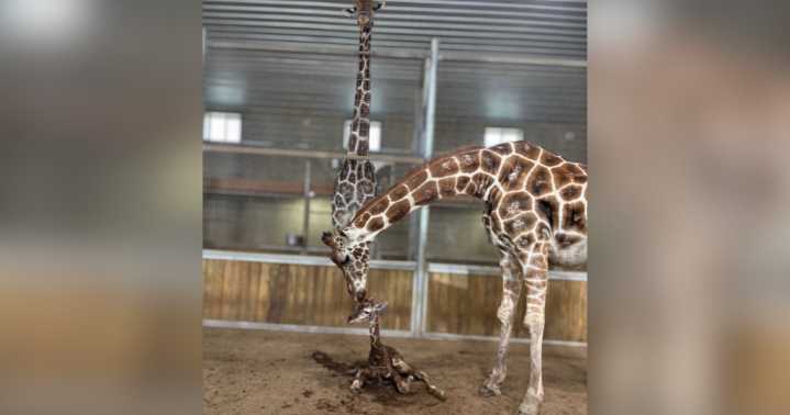 Baby giraffe born at Keystone Safari in Grove City