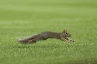 Squirrel runs onto Yankee Stadium field during 4th inning of Red Sox