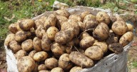 The strange-but-true origin story of the humble potato