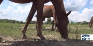 BREATHITT COUNTY HORSES UPDATE 6.PM