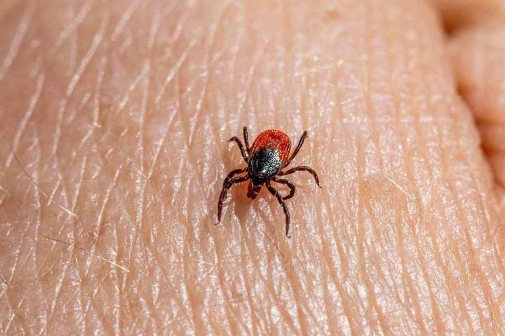 Detectan en Toledo un caso de fiebre hemorrágica de Crimea-Congo, uno de los 3 notificados en España