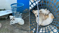 California Worker Finds Something Heartbreaking Inside A Plastic Basket