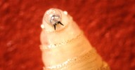 A Flesh-Eating Screwworm is in the U.S.
