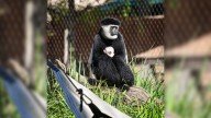 Louisville Zoo welcomes first colobus monkey birth with healthy infant